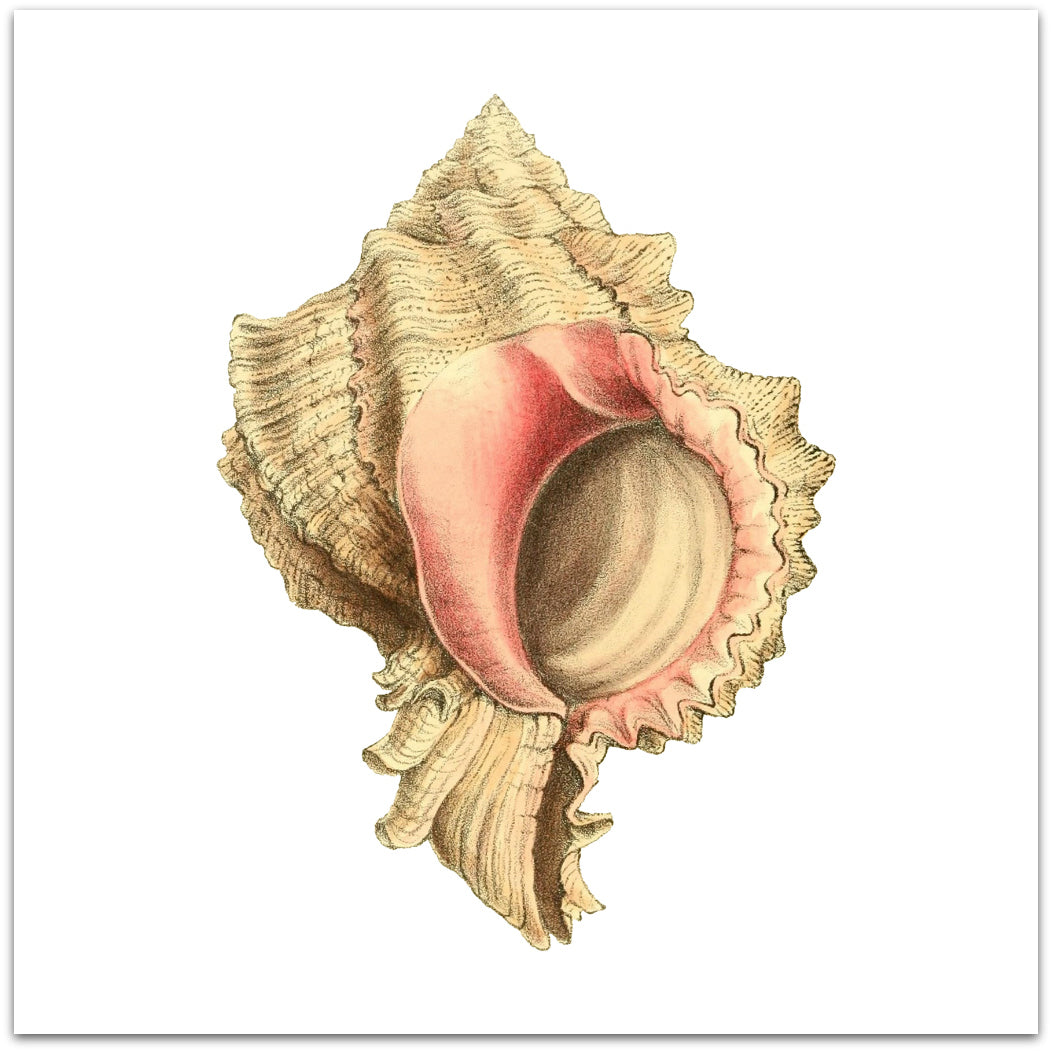 Vintage Fish & Sea-life Illustrations Vinyl Tile Sticker