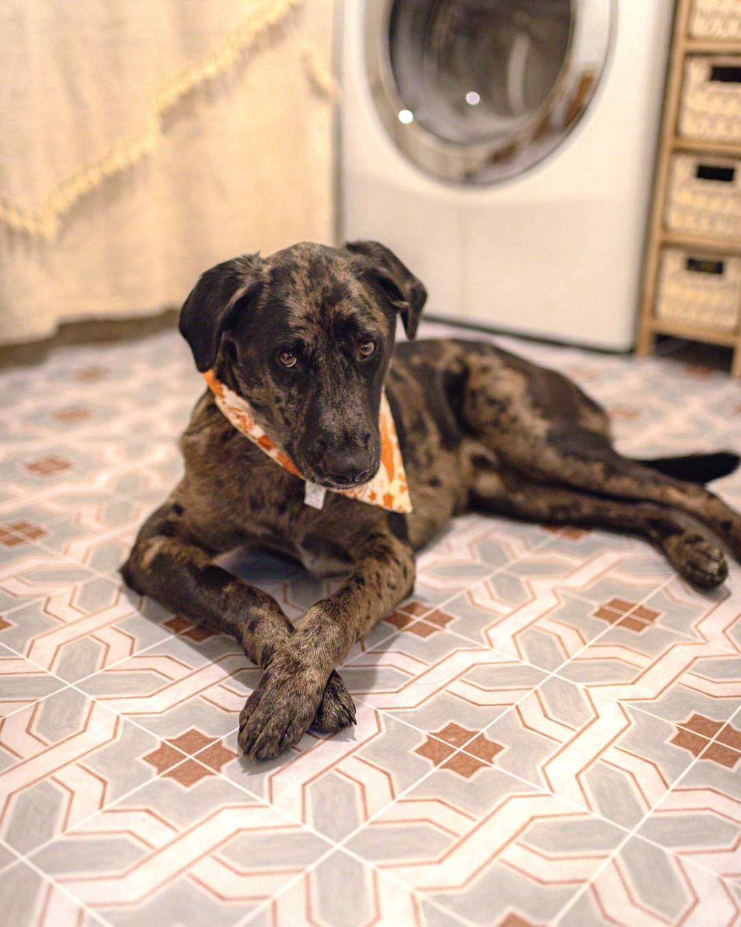How to Pick Pet-Friendly Floors