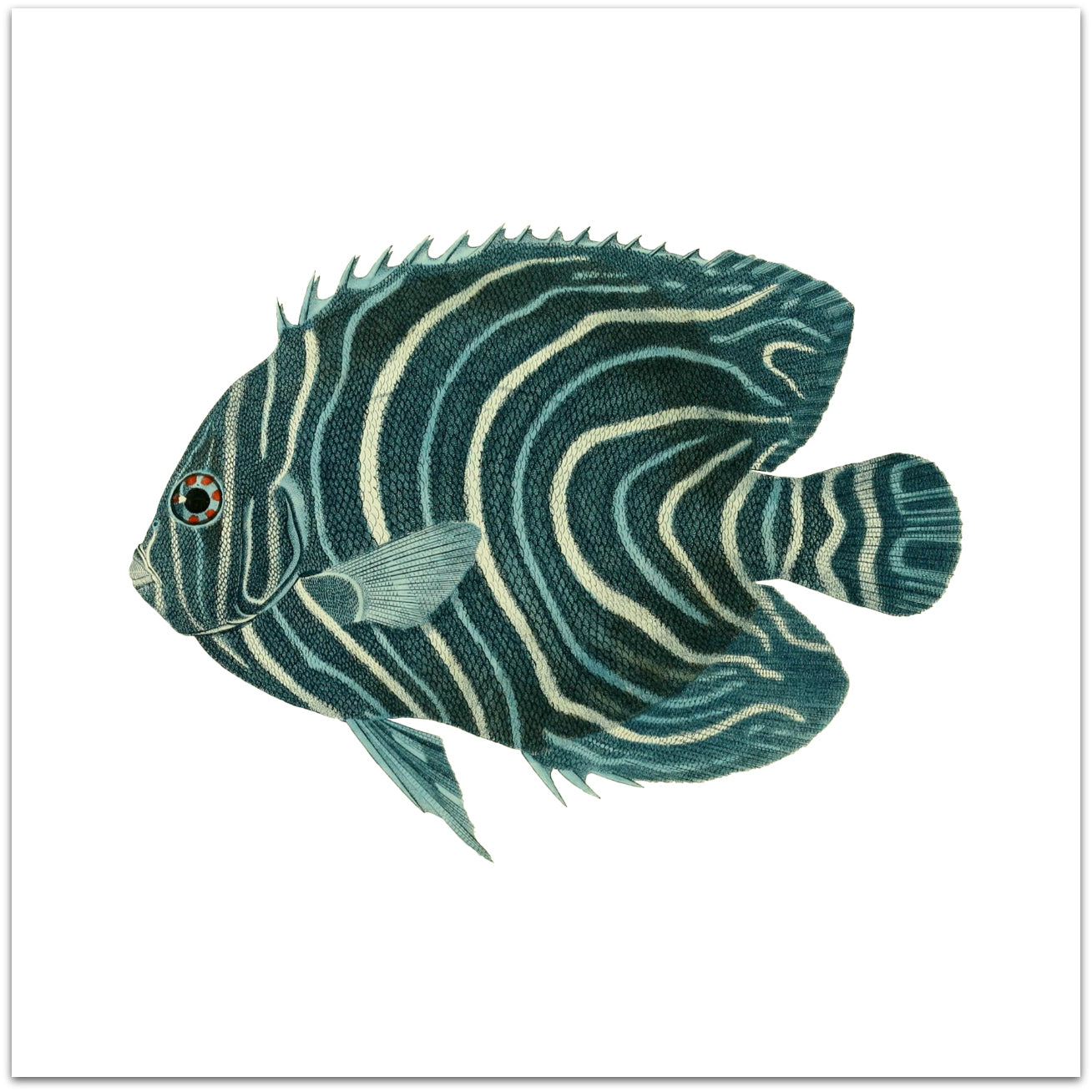 Vintage Fish & Sea-life Illustrations Vinyl Tile Sticker