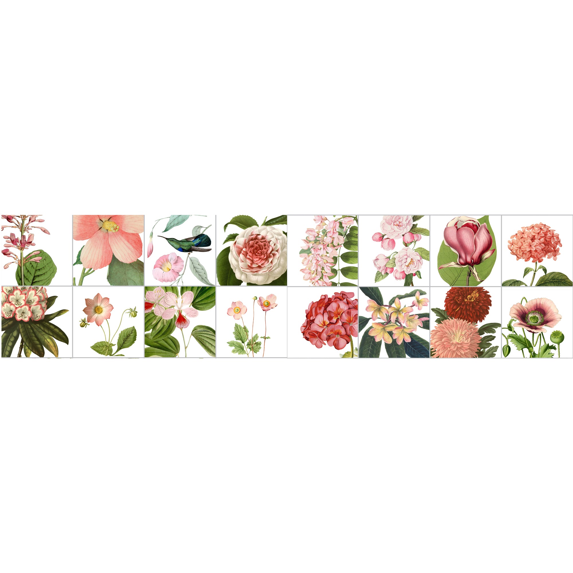 Botanic Floral Illustrations Wallpaper